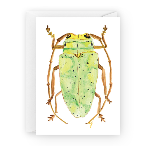 Yellow / green rainforest beetle