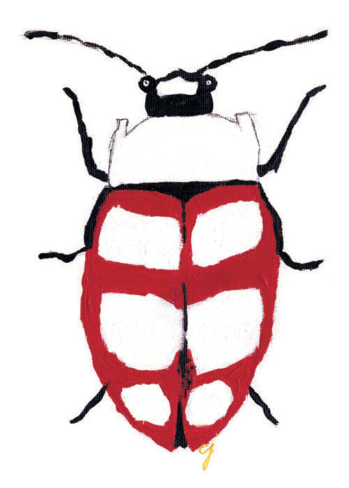 Red and white rainforest beetle
